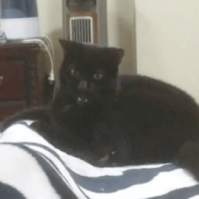 Hysterical Times Cats’ Settings Crashed