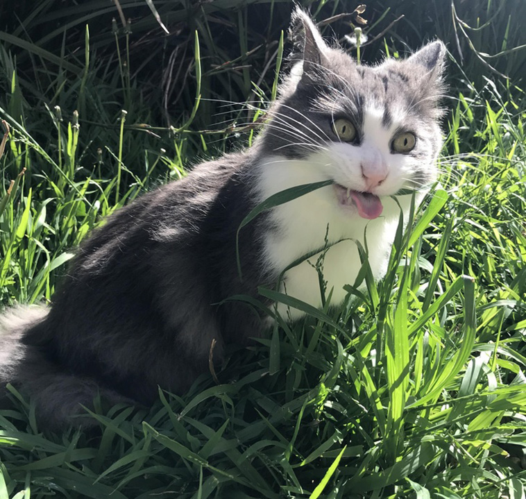 Hysterical Times Cats’ Settings Crashed