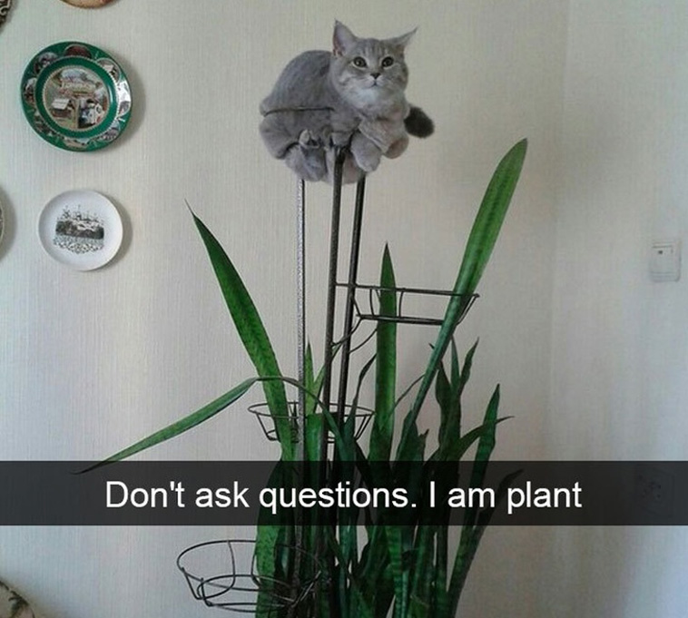 Hysterical Times Cats’ Settings Crashed
