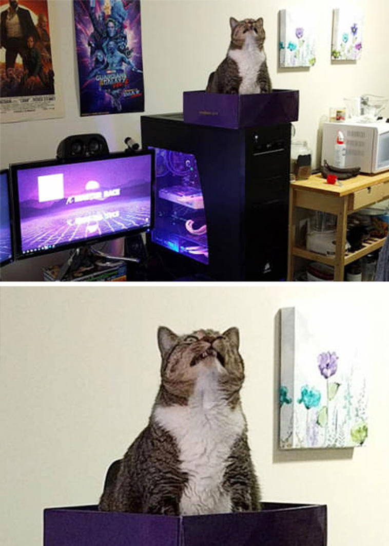 Hysterical Times Cats’ Settings Crashed