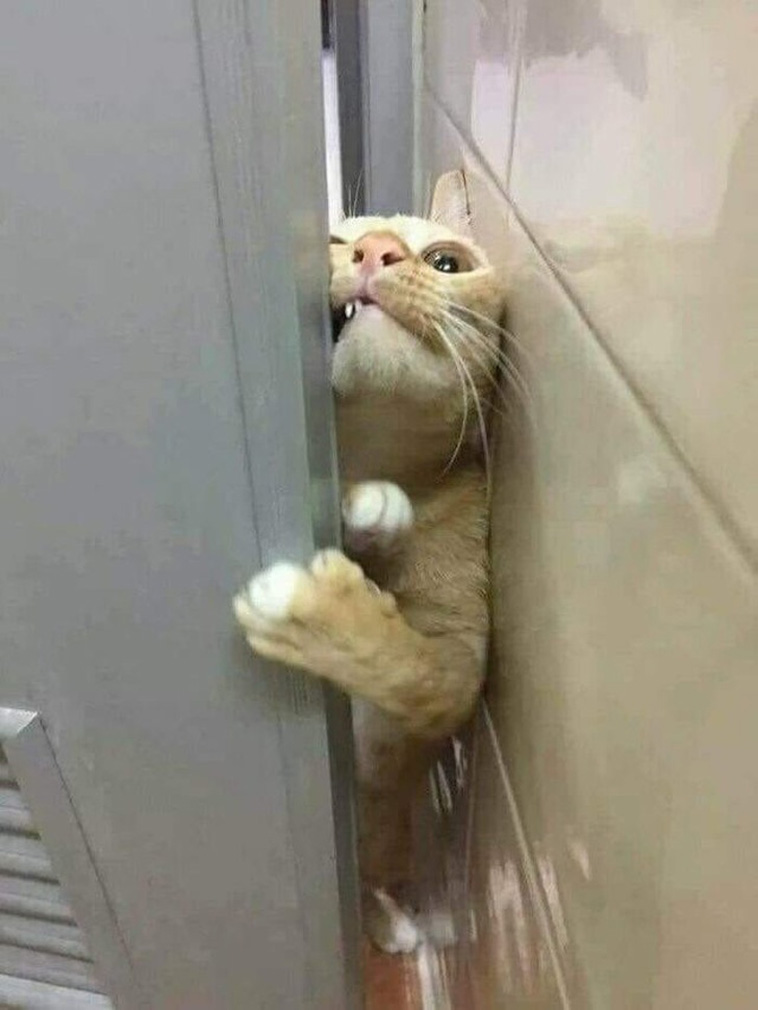 Hysterical Times Cats’ Settings Crashed