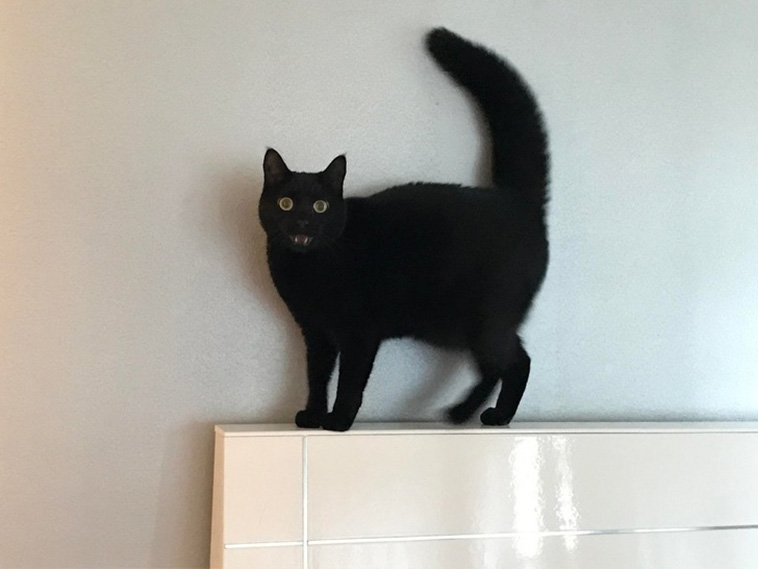 Hysterical Times Cats’ Settings Crashed