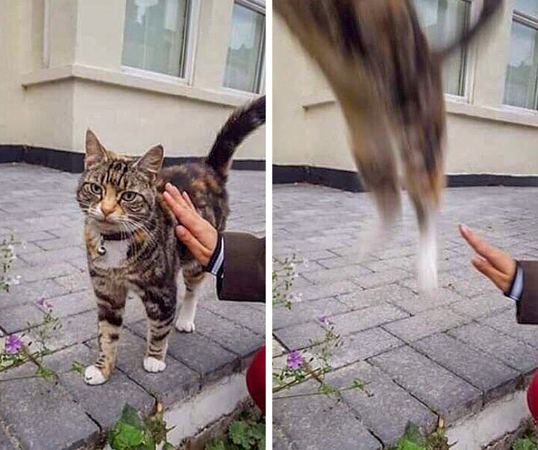Hysterical Times Cats’ Settings Crashed