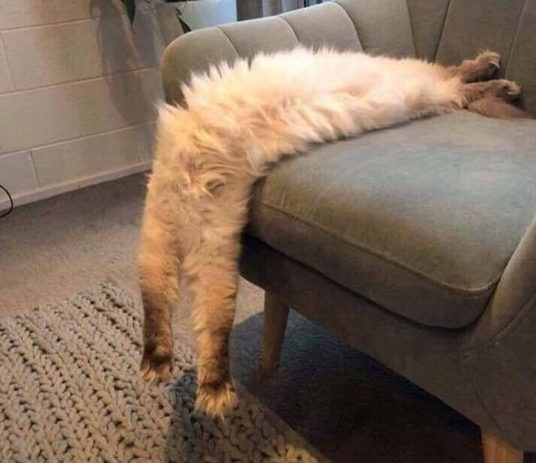 Hysterical Times Cats’ Settings Crashed