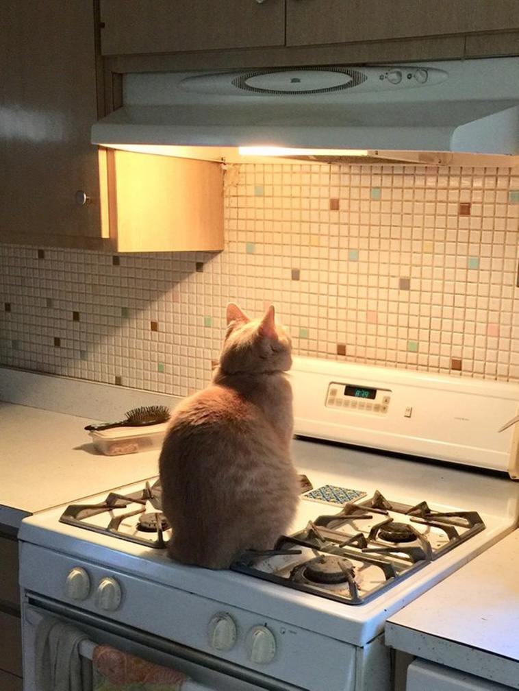 Hysterical Times Cats’ Settings Crashed