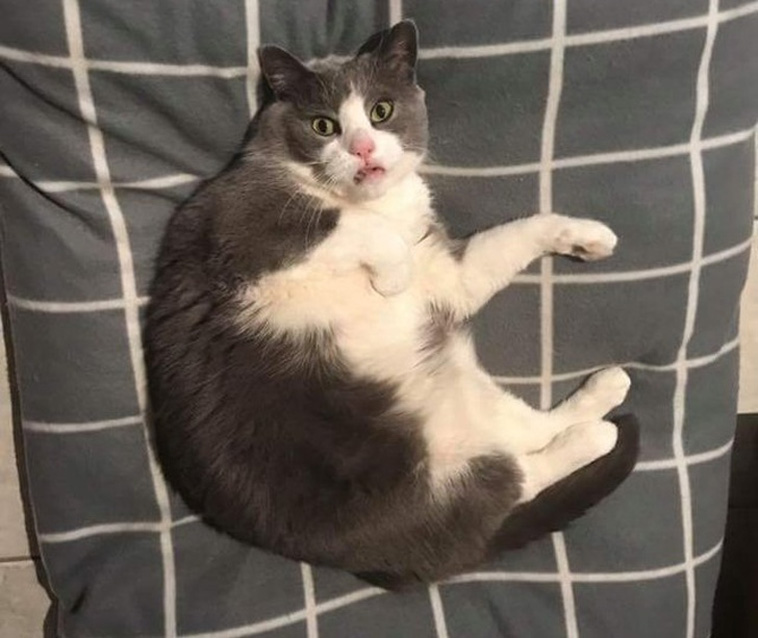 Hysterical Times Cats’ Settings Crashed