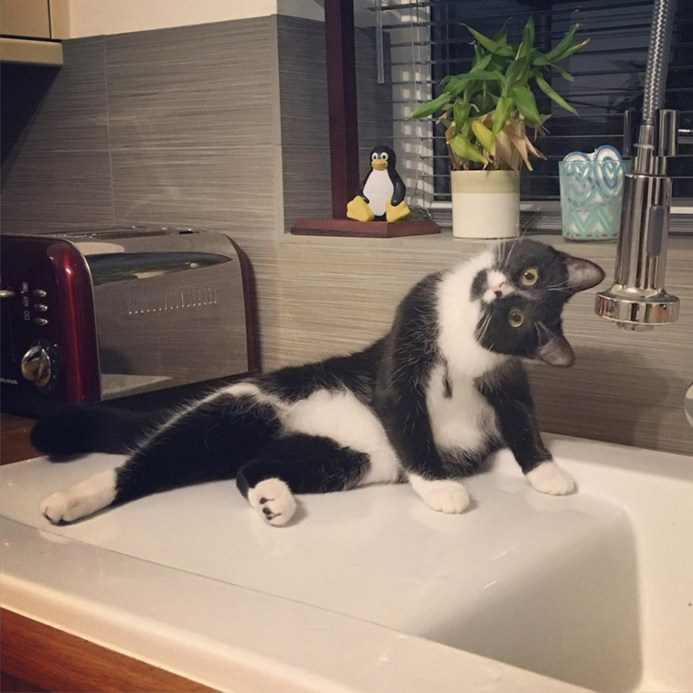 Hysterical Times Cats’ Settings Crashed