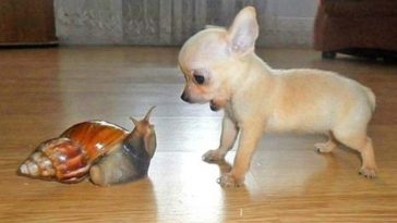 Animals Whose Emotions Are So Vivid