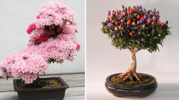 bonsai