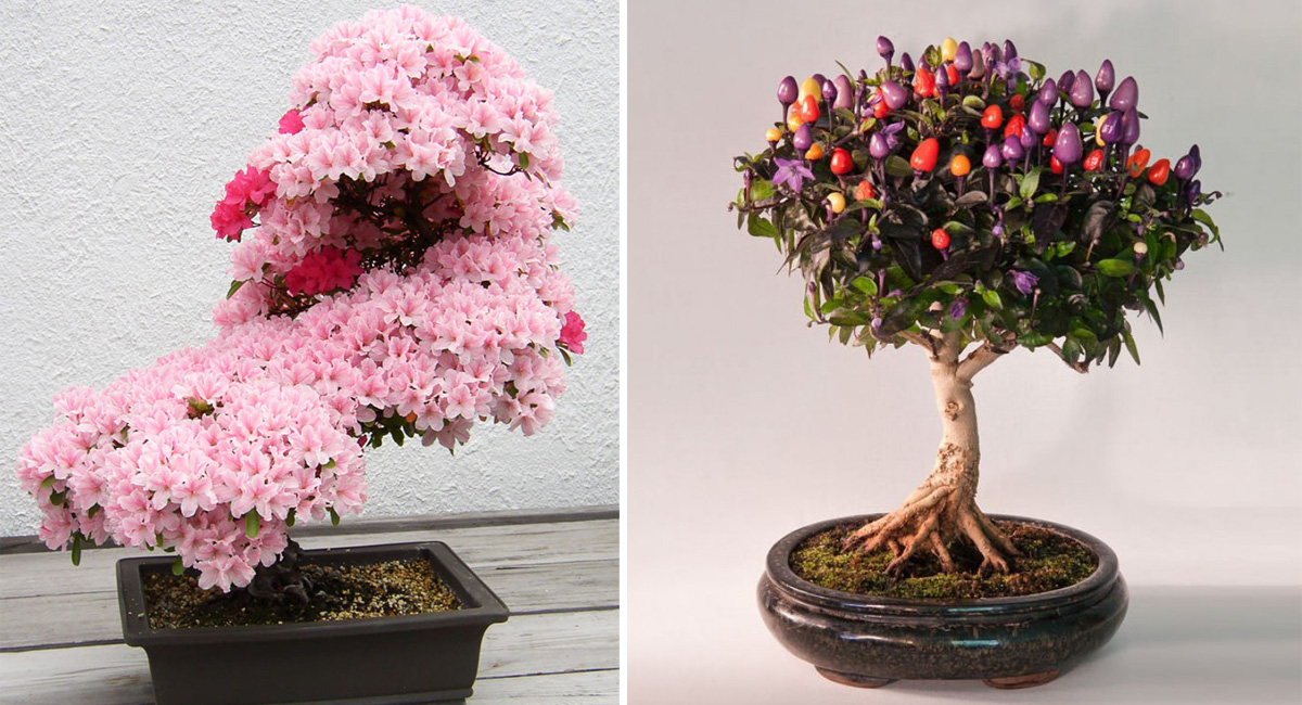 bonsai