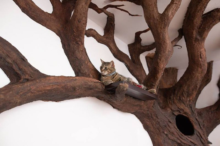 cat tree room