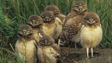 Burrowing Owls