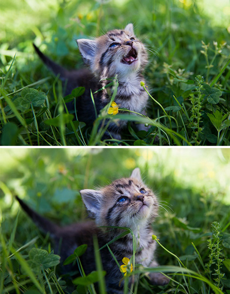 animals first time reactions