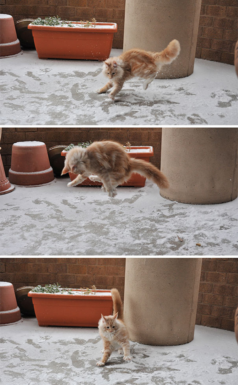 animals first time reactions
