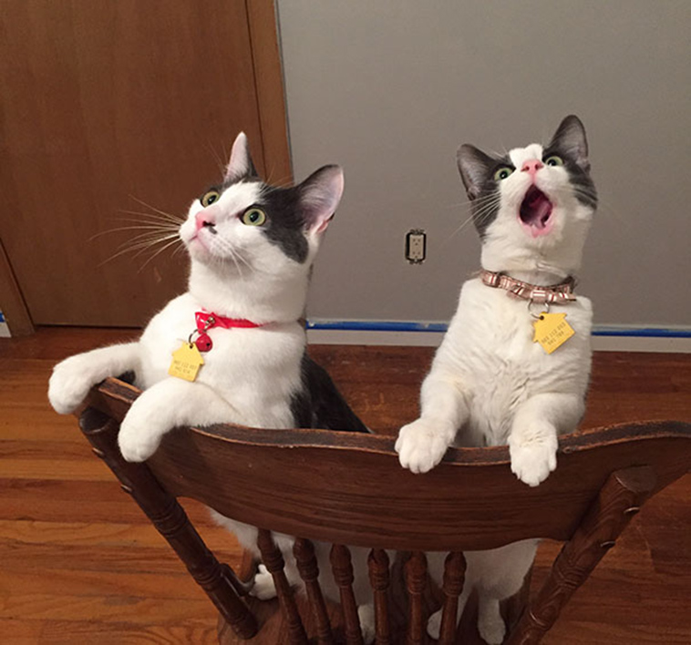 animals first time reactions