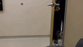animals first time reactions