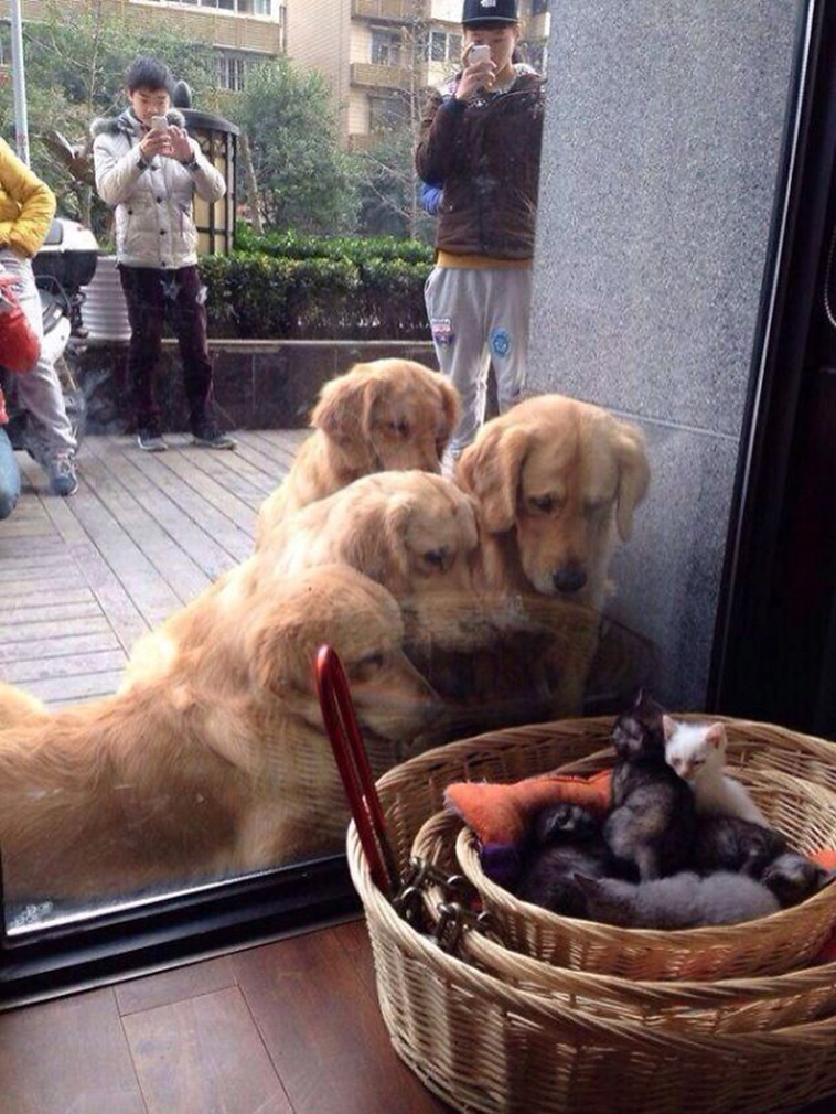 animals first time reactions