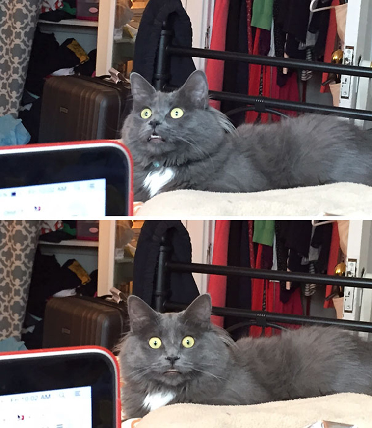 animals first time reactions