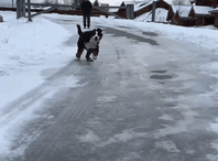 animals first time reactions