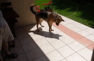 animals first time reactions