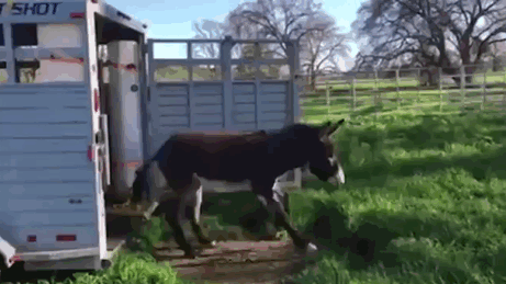 animals first time reactions
