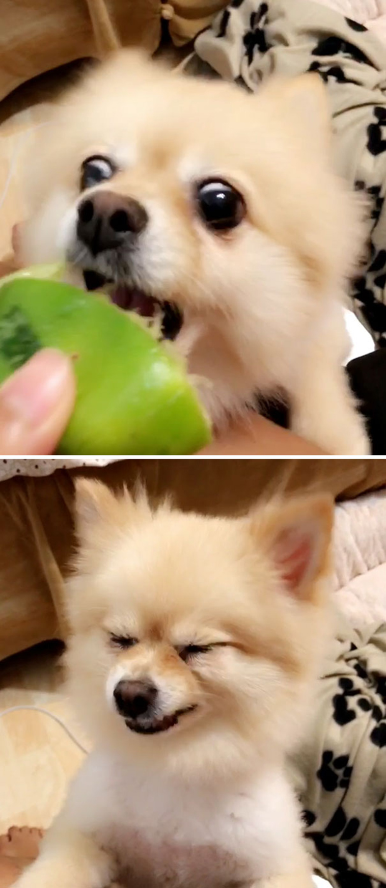 animals first time reactions