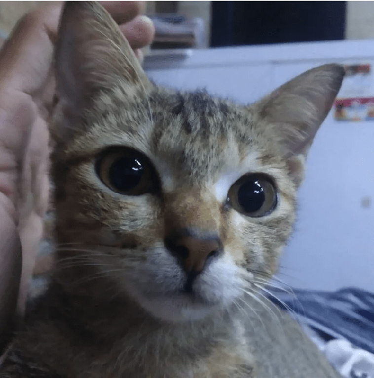 cat destroys owners headphones