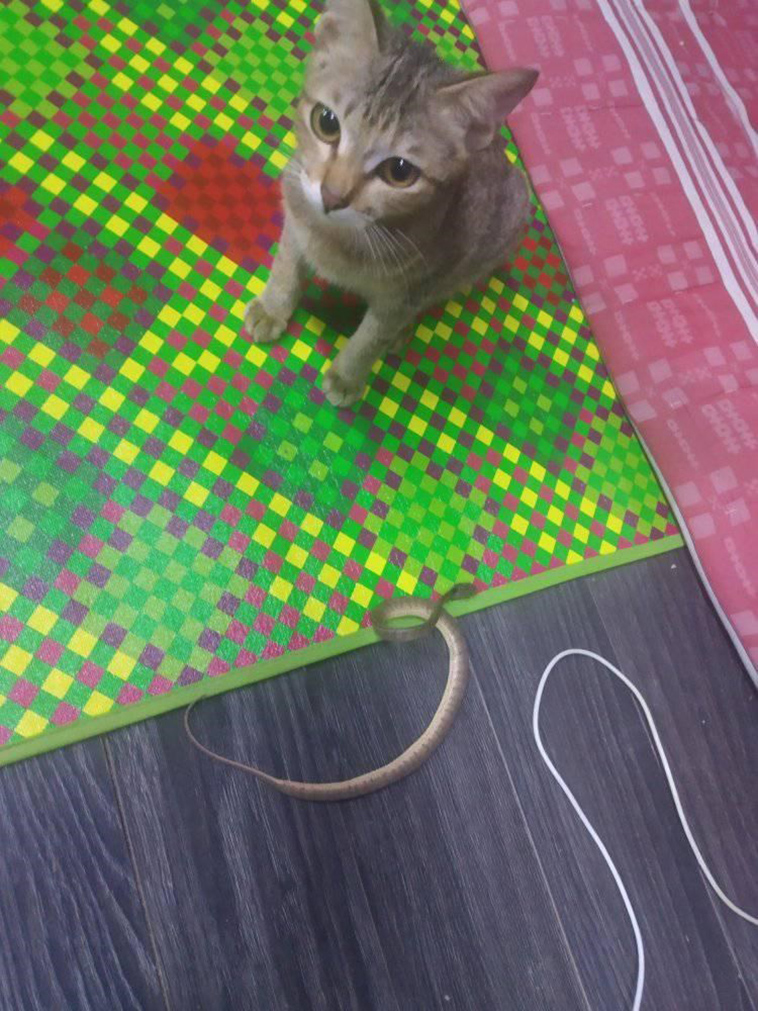 cat destroys owners headphones