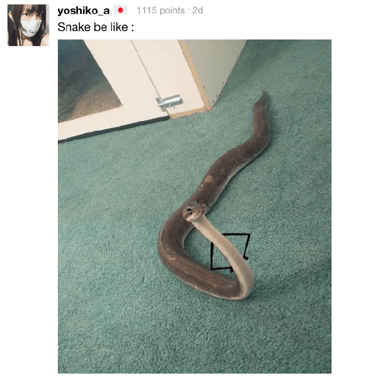 cat destroys owners headphones