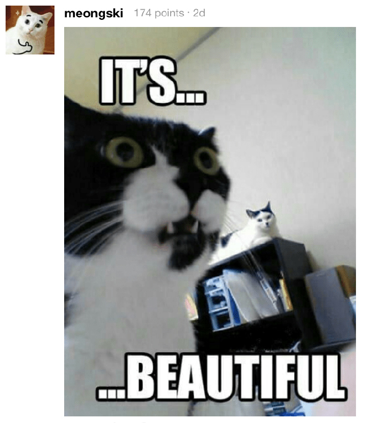 cat destroys owners headphones