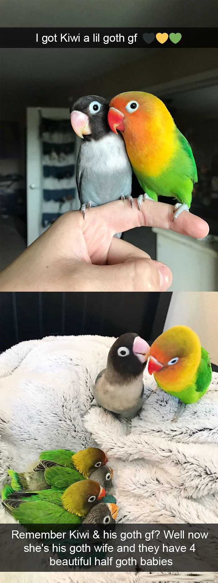 funny bird snapchats