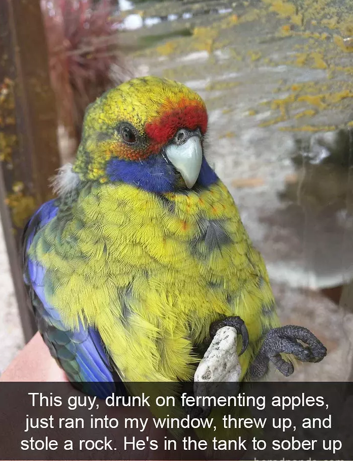 funny bird snapchats