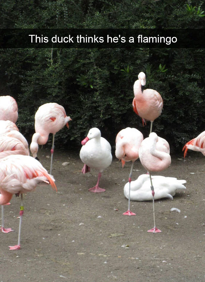 funny bird snapchats