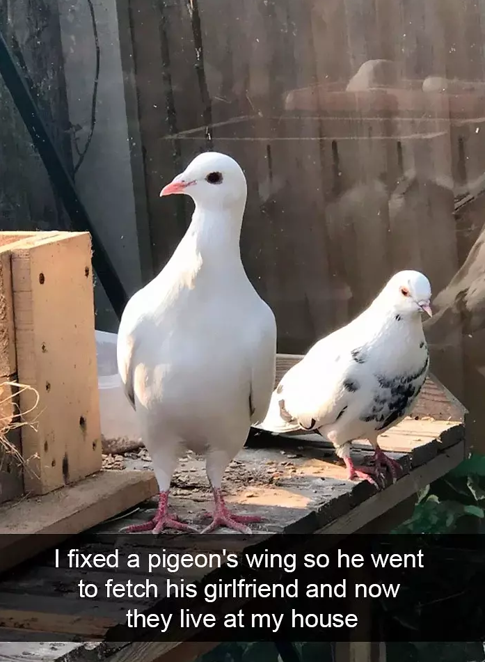 funny bird snapchats