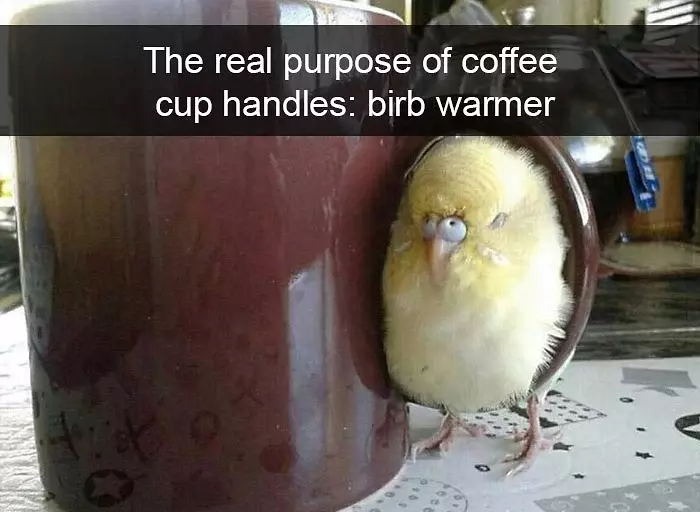funny bird snapchats