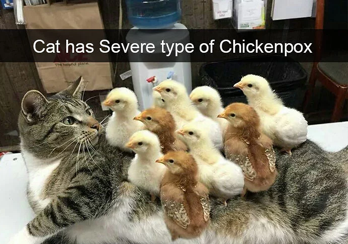 funny bird snapchats