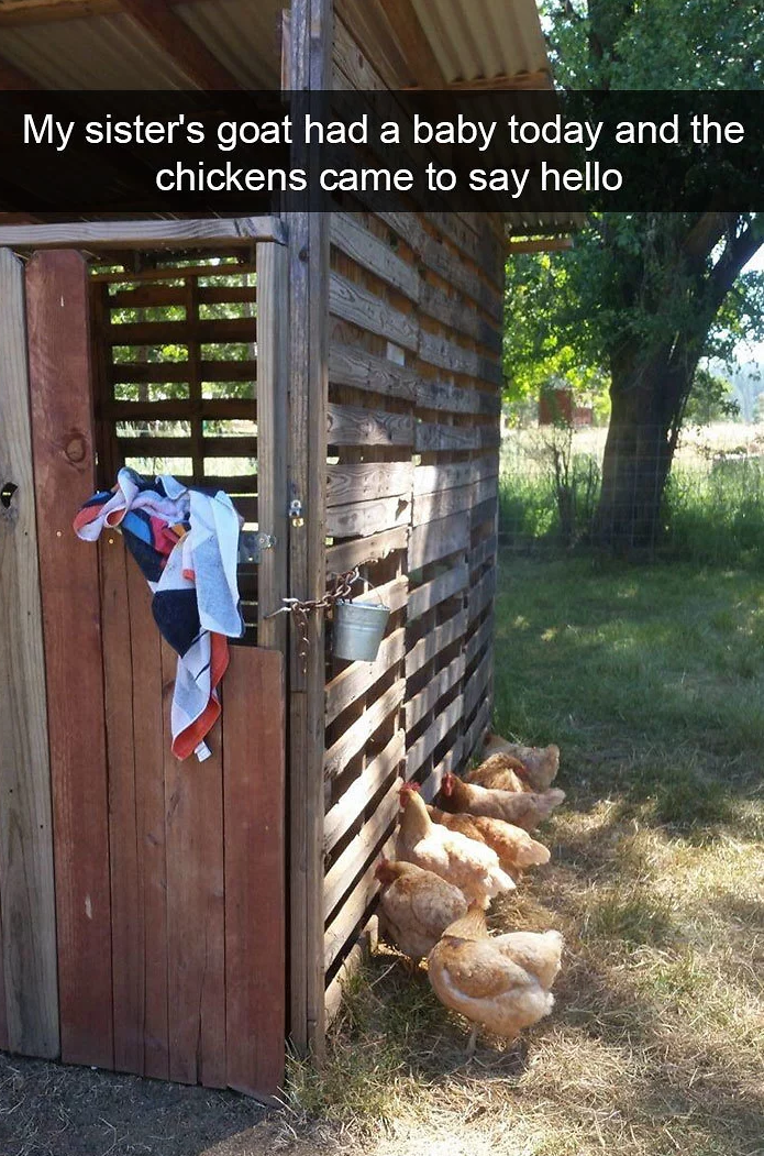 funny bird snapchats