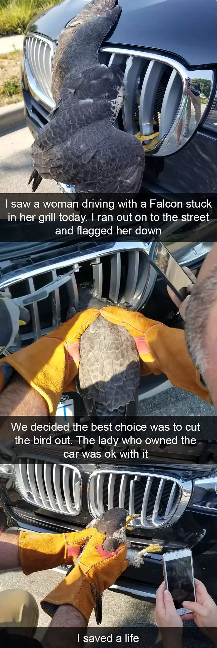 funny bird snapchats