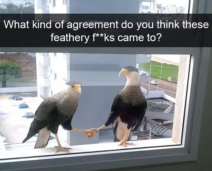 funny bird snapchats