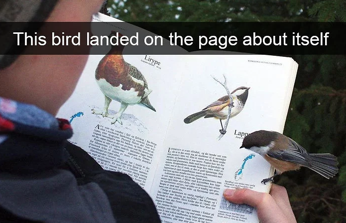 funny bird snapchats