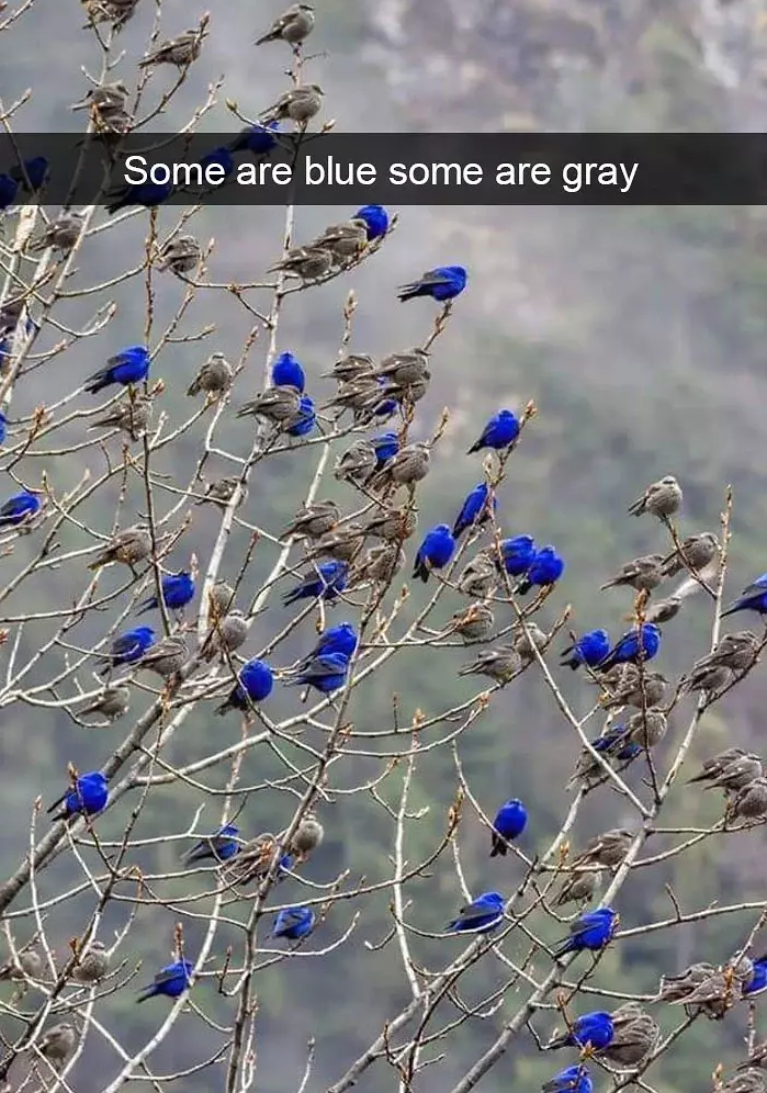funny bird snapchats