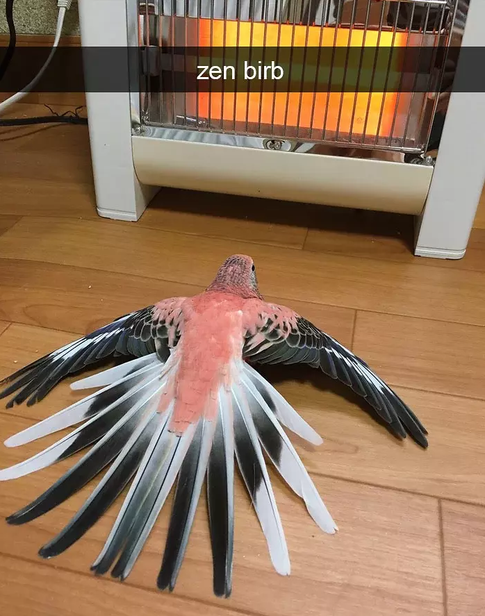 funny bird snapchats