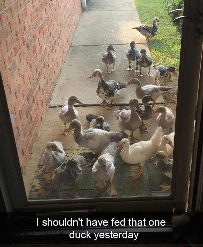 funny bird snapchats