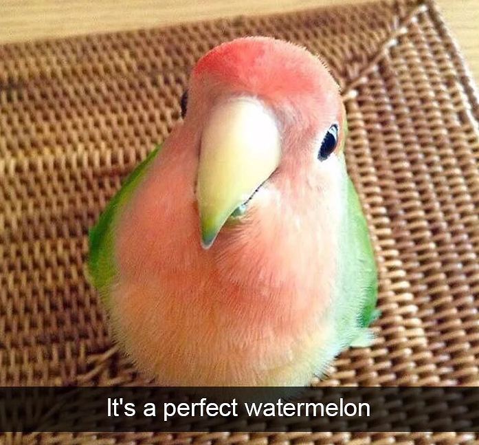 funny bird snapchats