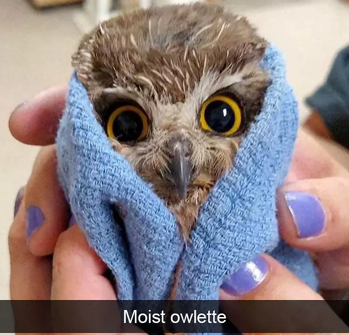funny bird snapchats
