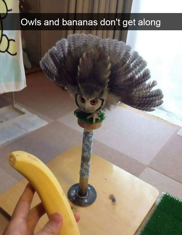 funny bird snapchats