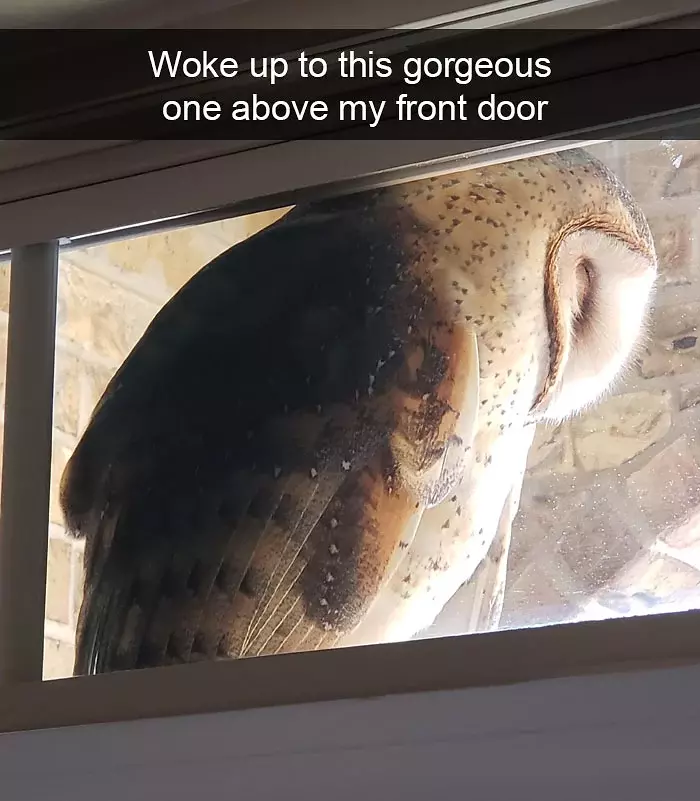funny bird snapchats