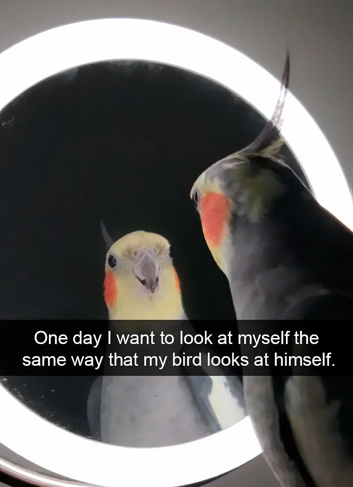 funny bird snapchats
