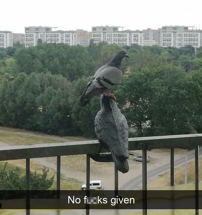 funny bird snapchats