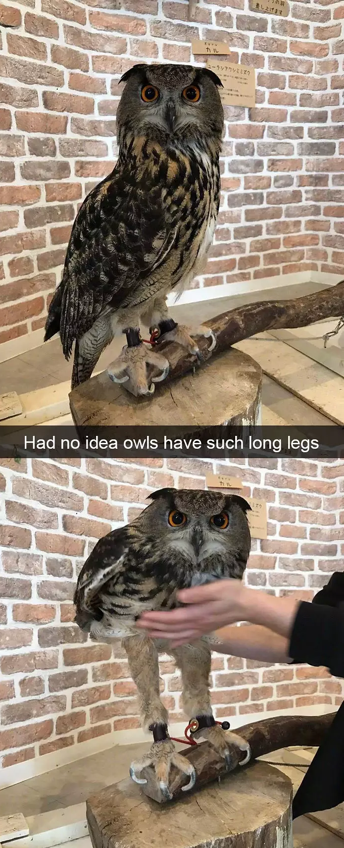 funny bird snapchats
